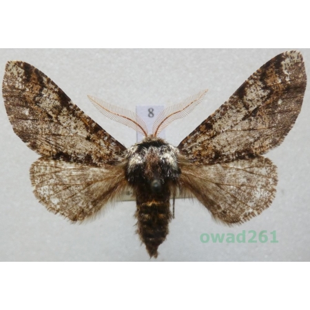 Biston strataria (Hufnagel, 1767) male Czech8